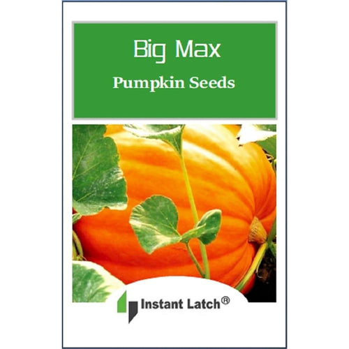 20 Big Max Pumpkin Seeds For Planting Non Gmo Heirloom Seeds Fresh Garden Seed | Non Gmo, Heirloom Seeds, Fresh Garden Seed