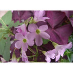 12Pcs Purple Shamrocks Bulbs Good Luck Plant Purple Oxalis Bulbs For Planting Grows Indoor Or Outdoor Oxalis Triangularis Bulb The Novice