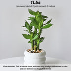 River Rocks, Decorative Ornamental Pebbles,Garden Landscaping Stones | Gravel Filler For Home Decoration Flower Bed Fish Tank Plants Vases Succulents