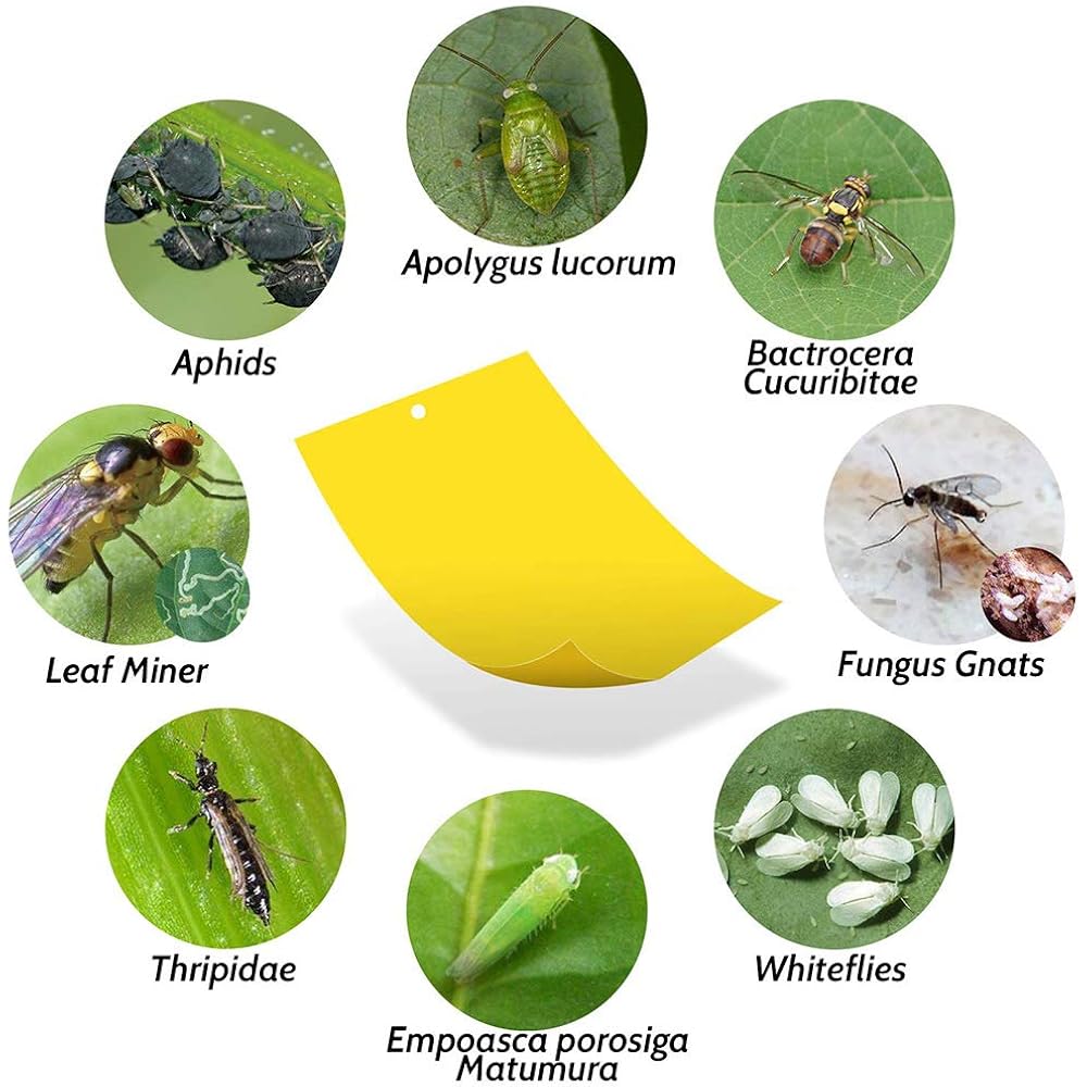 Kensizer 20-Pack Fruit Fly Trap, Yellow Sticky Gnat Traps, 6X8 In | For Indoor/Outdoor, Flying Plant Insect Killer, Fungus Gnats, Whiteflies, Aphids, Leaf Miners, Twist Ties Included