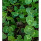 Evolved Harvest Throw & Gro No-Till Forage For Deer - Easy-To-Plant Fast-Growing Food Plot Seeds, 5 Lbs