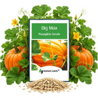 20 Big Max Pumpkin Seeds For Planting Non Gmo Heirloom Seeds Fresh Garden Seed | Non Gmo, Heirloom Seeds, Fresh Garden Seed