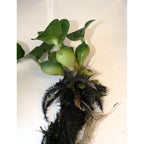 Floating Flowering Plant, Common Water Hyacinth, 1 Count | Live Aquatic Plants, For Ponds & Aquariums, Eichhornia Crassipes