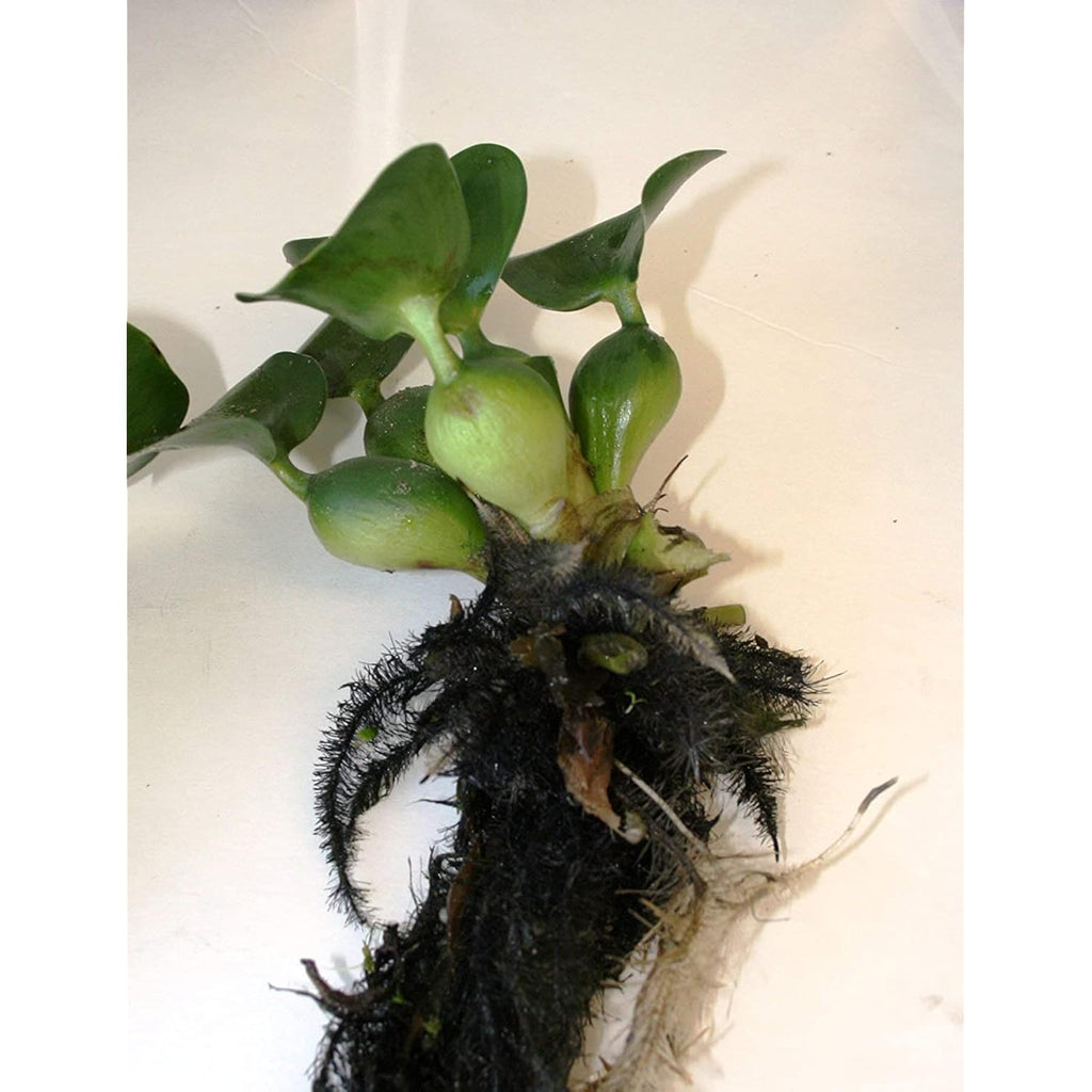 Floating Flowering Plant, Common Water Hyacinth, 1 Count | Live Aquatic Plants, For Ponds & Aquariums, Eichhornia Crassipes