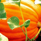 20 Big Max Pumpkin Seeds For Planting Non Gmo Heirloom Seeds Fresh Garden Seed | Non Gmo, Heirloom Seeds, Fresh Garden Seed