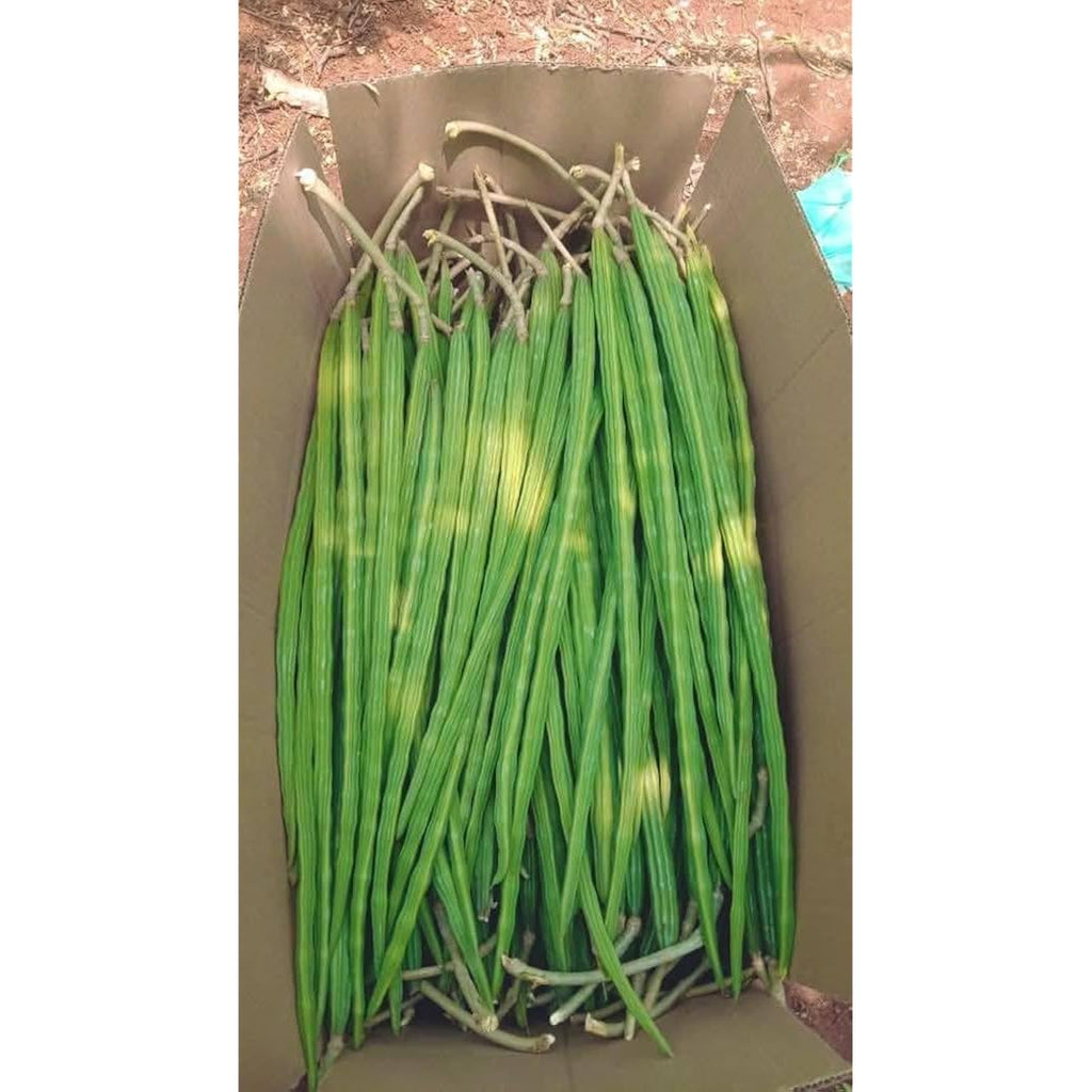 100 Moringa Seeds Approx | Moringa Seeds For Planting | Excellent Germination | Premium Grade Pkm1 | Semillas De Moringaa Seed | Malunggay