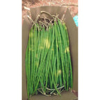 100 Moringa Seeds Approx | Moringa Seeds For Planting | Excellent Germination | Premium Grade Pkm1 | Semillas De Moringaa Seed | Malunggay