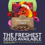 Zinnia Seeds - California Giants Mix - Large 1 Ounce Packet - 3,000 Flower Seeds - Mixed Colors And Large Blooms