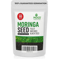 100 Moringa Seeds Approx | Moringa Seeds For Planting | Excellent Germination | Premium Grade Pkm1 | Semillas De Moringaa Seed | Malunggay