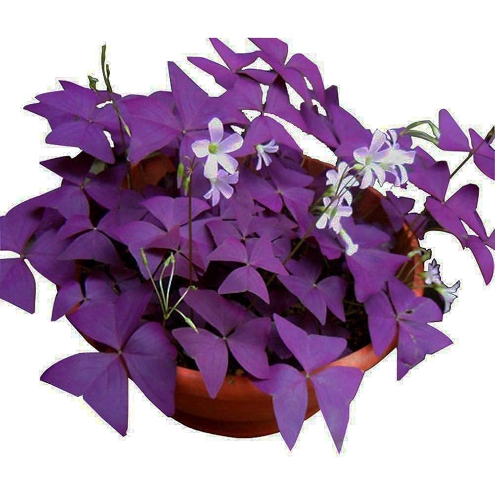 12Pcs Purple Shamrocks Bulbs Good Luck Plant Purple Oxalis Bulbs For Planting Grows Indoor Or Outdoor Oxalis Triangularis Bulb The Novice