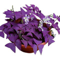 12Pcs Purple Shamrocks Bulbs Good Luck Plant Purple Oxalis Bulbs For Planting Grows Indoor Or Outdoor Oxalis Triangularis Bulb The Novice