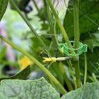 Plant Support Clips, 100 Pcs Tomato Clips, Plastic Trellis Clips, Grape Vine Tomato Vine Vegetables Plants Garden Support Clips To Grow Upright Makes Plants Healthier