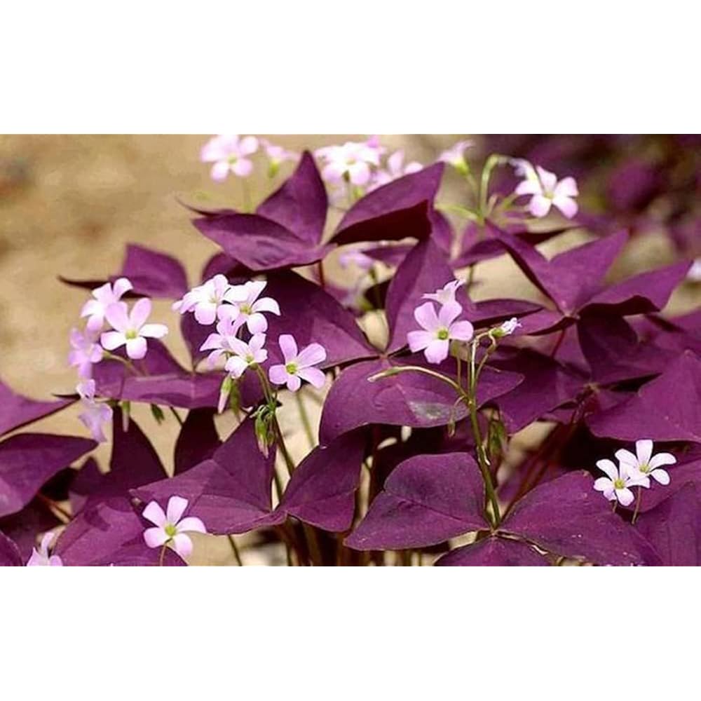 12Pcs Purple Shamrocks Bulbs Good Luck Plant Purple Oxalis Bulbs For Planting Grows Indoor Or Outdoor Oxalis Triangularis Bulb The Novice