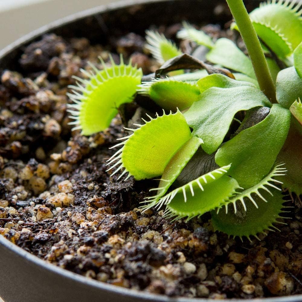 Perfect Plants Carnivorous Plant Soil | 4 Qts. Organic Premium Mix | Use With Venus Fly Traps, Pitcher Plants, Or Other Carnivorous Plants