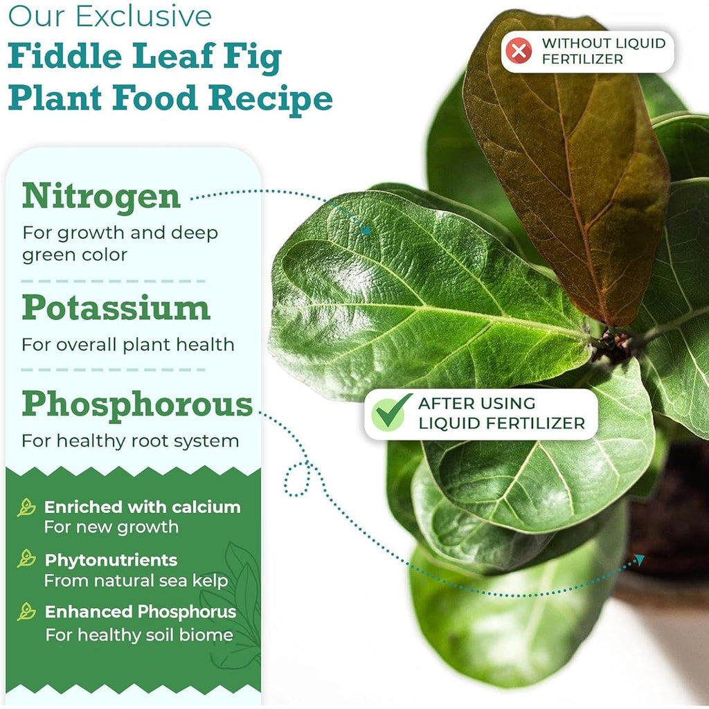 Fiddle Leaf Fig Plant Food, 3-1-2 Npk Liquid Fertilizer For Ficus, 8 Oz