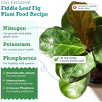 Fiddle Leaf Fig Plant Food, 3-1-2 Npk Liquid Fertilizer For Ficus, 8 Oz