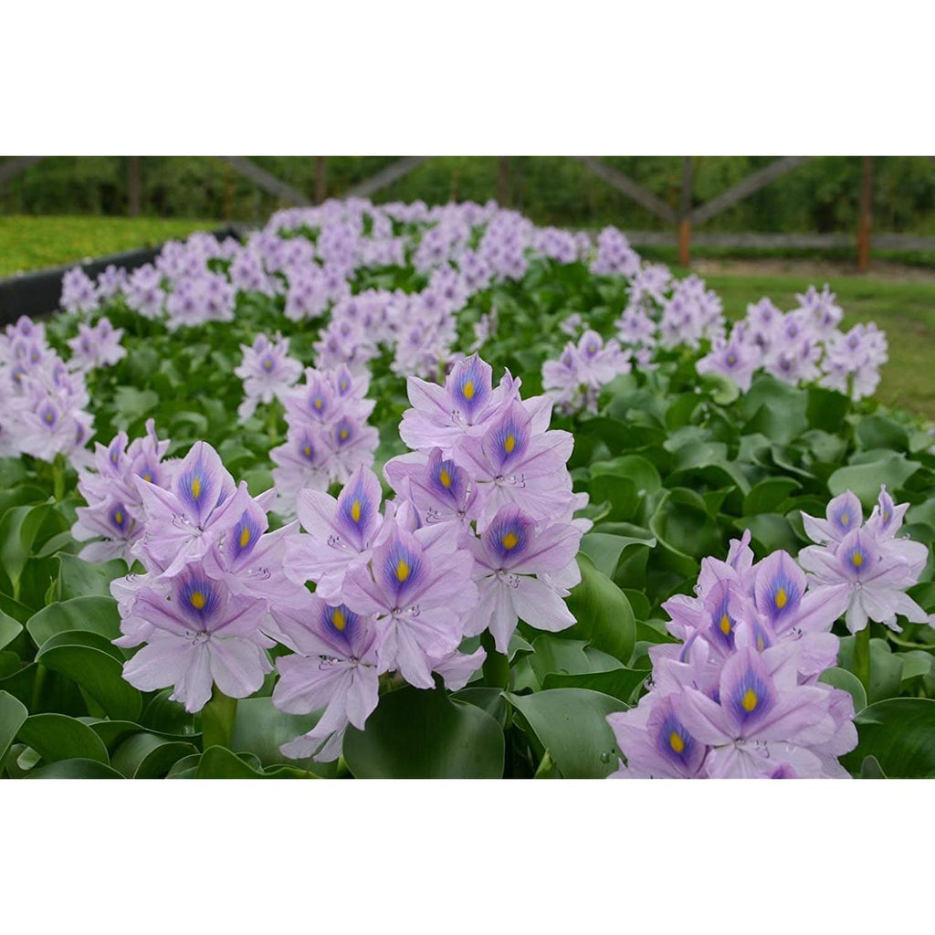 Floating Flowering Plant, Common Water Hyacinth, 1 Count | Live Aquatic Plants, For Ponds & Aquariums, Eichhornia Crassipes