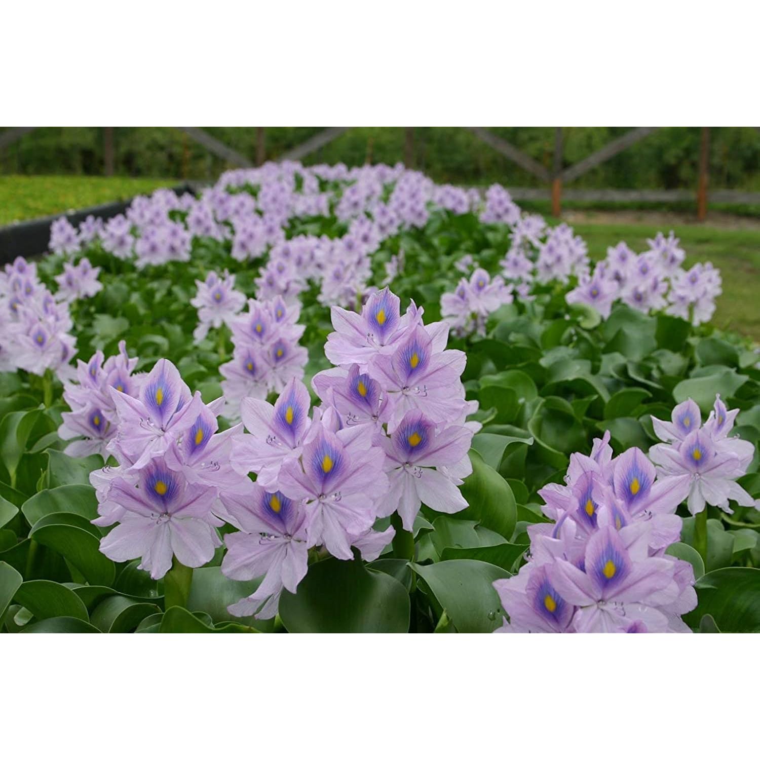 Floating Flowering Plant, Common Water Hyacinth, 1 Count | Live Aquatic Plants, For Ponds & Aquariums, Eichhornia Crassipes