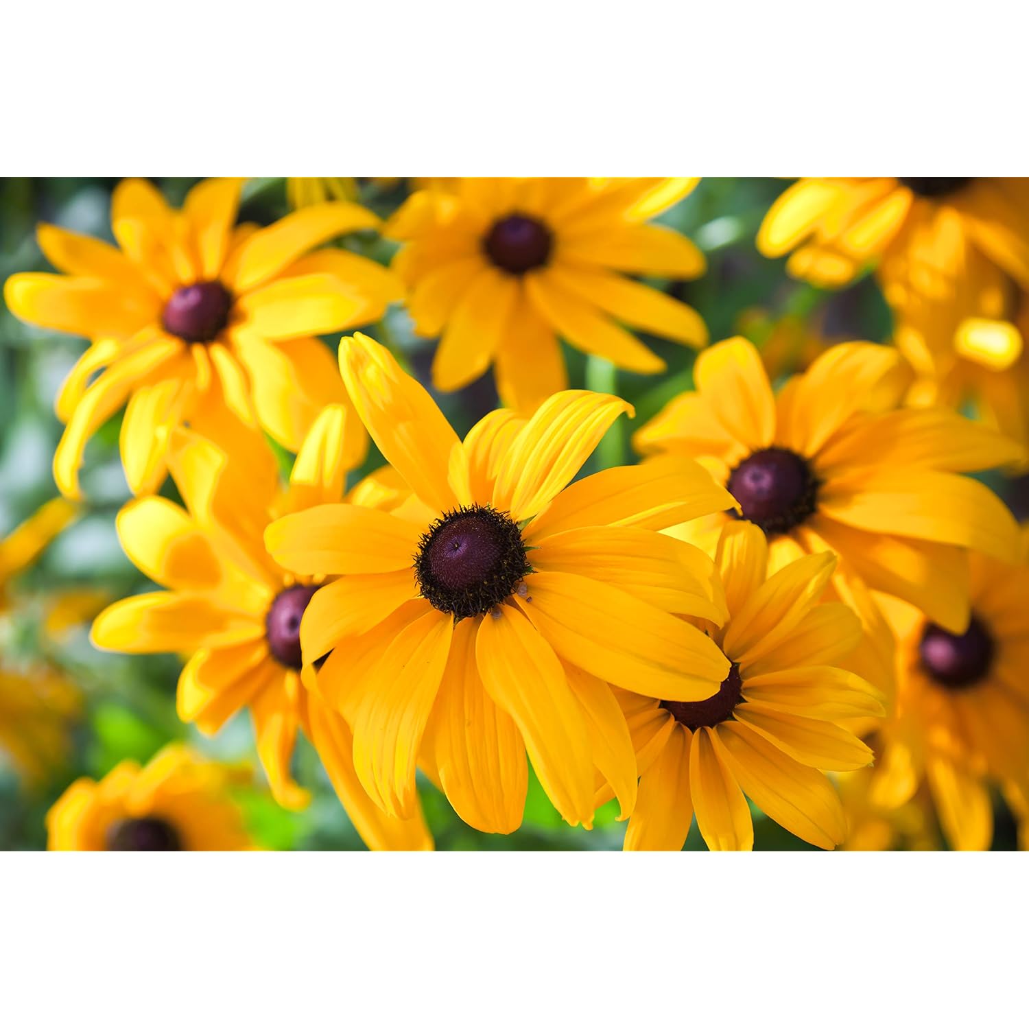 Black Eyed Susan Seeds For Planting, 5000 Seeds, Giving You Beautiful Black Eyed Susan Flowers, Non-Gmo, Heirloom Seed Varieties