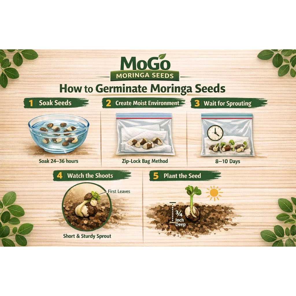 100 Moringa Seeds Approx | Moringa Seeds For Planting | Excellent Germination | Premium Grade Pkm1 | Semillas De Moringaa Seed | Malunggay
