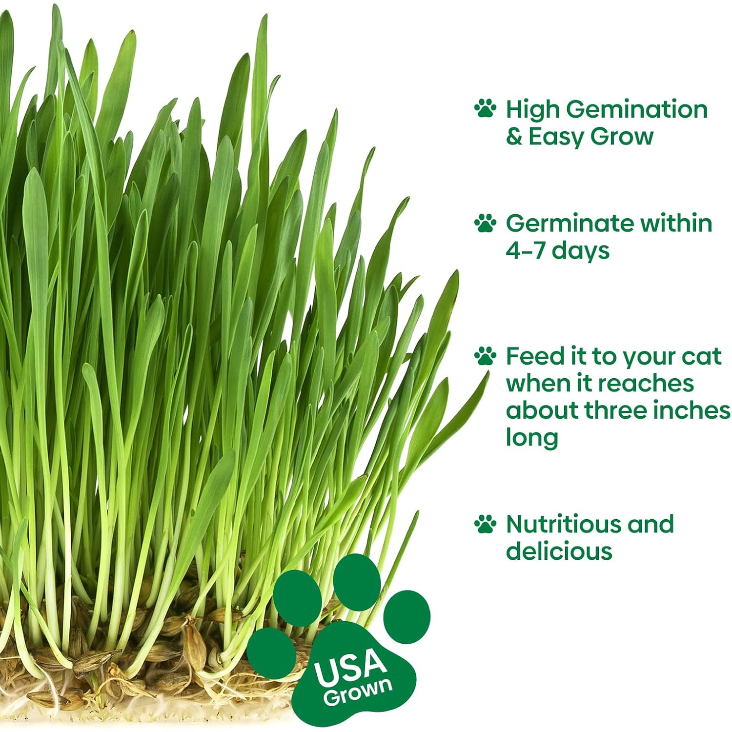 Cat Grass Seeds 4 Oz | Wheat & Oat Seeds Mix