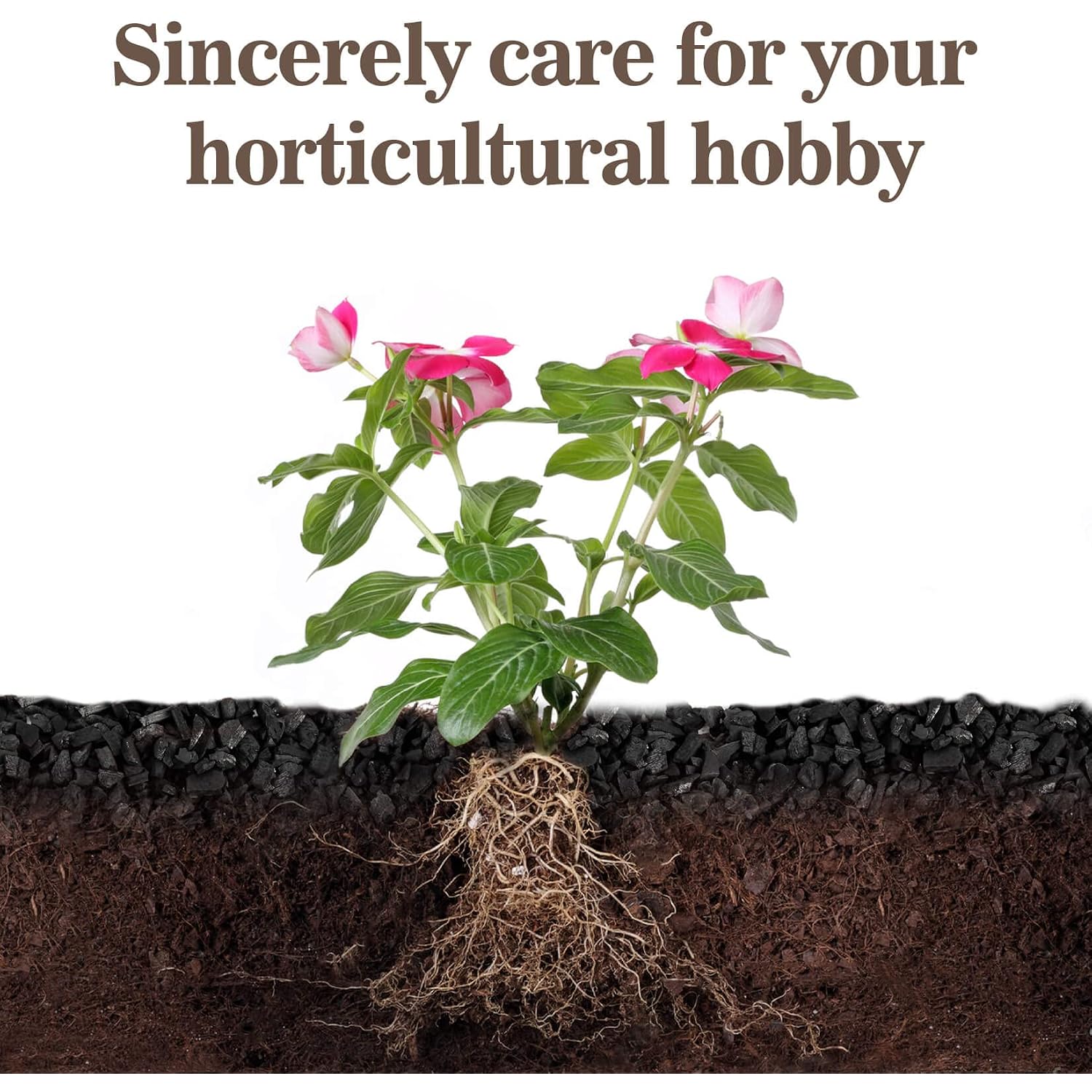 Sukh 1Qt Horticultural Charcoal For Plants - Organic Biochar Soil Amendment | Activated Charcoal For Plants, Succulents, Paphiopedilum, Bonsai, Terrarium, Gardening Potting Soil