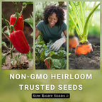 Sow Right Seeds - Black Beauty Zucchini Seeds For Planting - Non-Gmo Heirloom Packet With Instructions To Plant A Home Vegetable Garden - Summer Squash - Classic Zucchini Good For Large Containers (1)