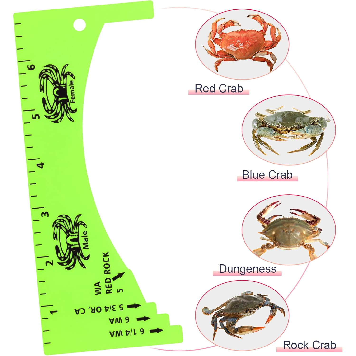Lakei Crab Gauge, Measure For Dungeness, Blue Crab, Rock Crab, Lobste