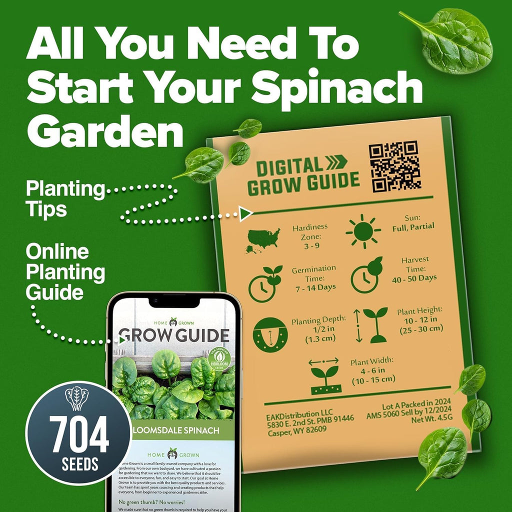 Home Grown Bloomsdale Spinach Seeds 704+ Heirloom Non-Gmo Seeds For Planting, High Germination, Cold Hardy Dark Green Savoy Leaf, Nutritious Superfood, Indoor Outdoor Garden (Spinacia Oleracea)