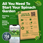 Home Grown Bloomsdale Spinach Seeds 704+ Heirloom Non-Gmo Seeds For Planting, High Germination, Cold Hardy Dark Green Savoy Leaf, Nutritious Superfood, Indoor Outdoor Garden (Spinacia Oleracea)