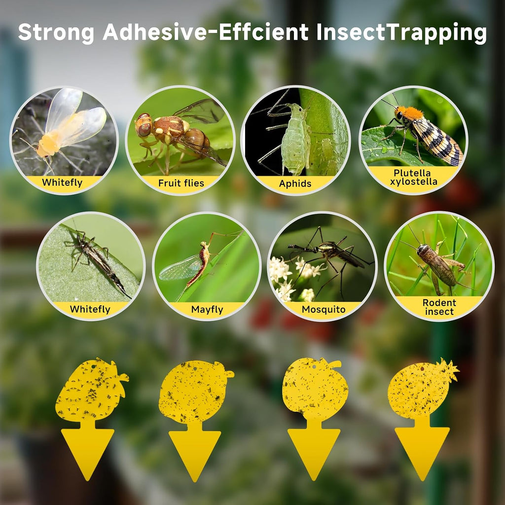 Fruit Fly & Fungus Gnat Traps 40 Pack, Yellow Sticky Traps | Non-Toxic, Odorless Yellow Sticky Traps For Fruit Flies, Fungus Gnats, Whiteflies, Aphids & Other Flying Pests.