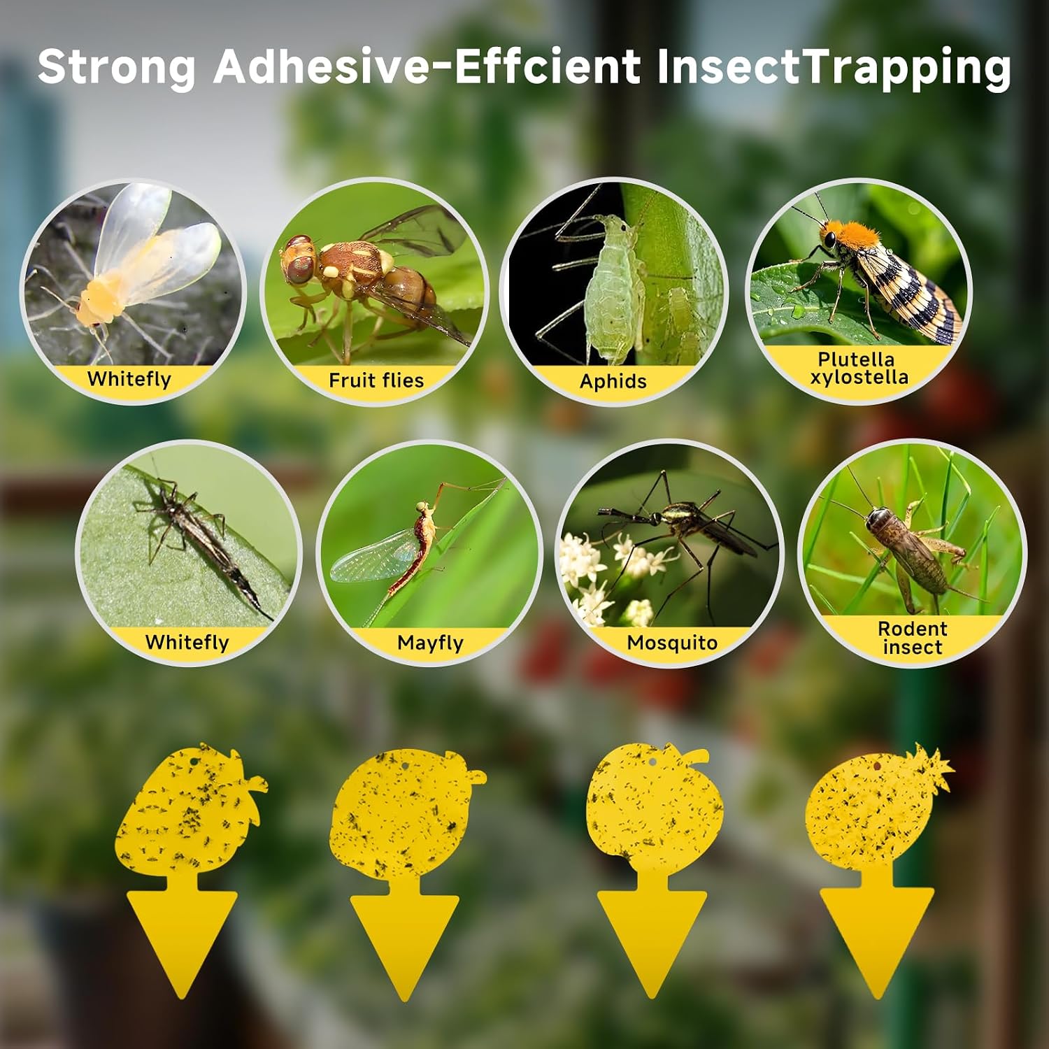 Fruit Fly & Fungus Gnat Traps 40 Pack, Yellow Sticky Traps | Non-Toxic, Odorless Yellow Sticky Traps For Fruit Flies, Fungus Gnats, Whiteflies, Aphids & Other Flying Pests.