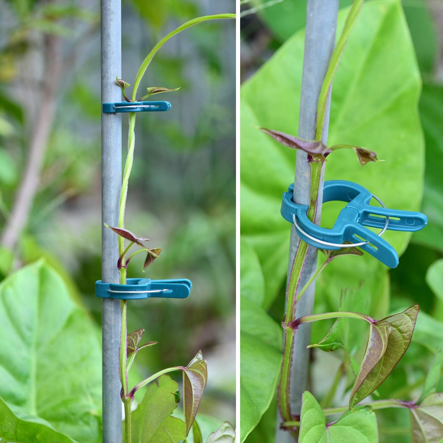 Perszen 60Pcs Plant Clips 2 Sizes Adjusting Reusable Garden Plant Supports Clips For Supporting Stems Of Flower Vine Vegetables Tomatoes Climbing