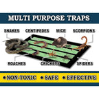 Maxguard Maxgrip Glue Traps (24 Traps) Non-Toxic Extra Sticky Glue Board Pre-Baited With Fruity Scent Attractant Trap & Kill Insects, Bugs, Spiders, Crickets, Scorpions, Cockroaches, Centipedes, Mice