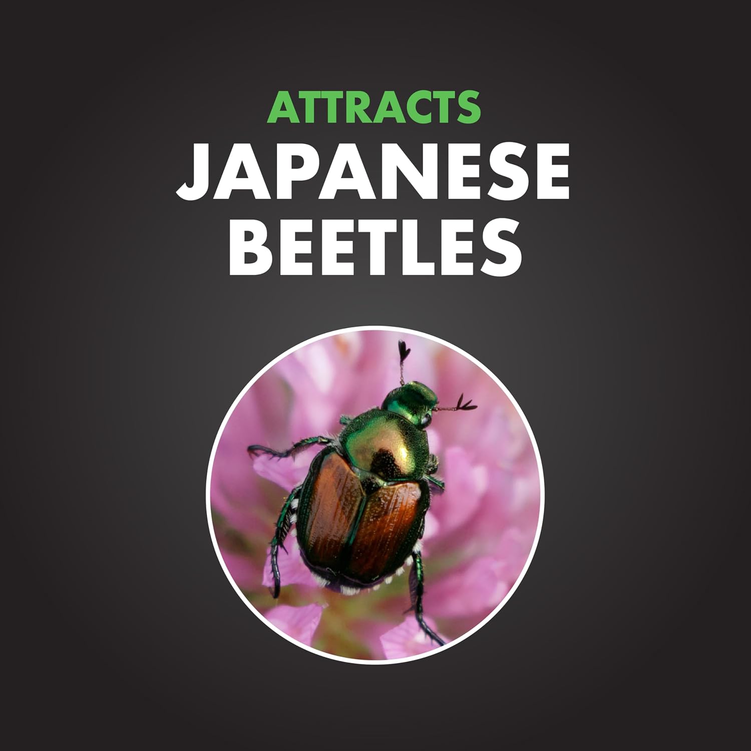 Spectracide Bag-A-Bug Japanese Beetle Trap Bundle, 1 Dual Lure System With 2 Replacement Lure Refills