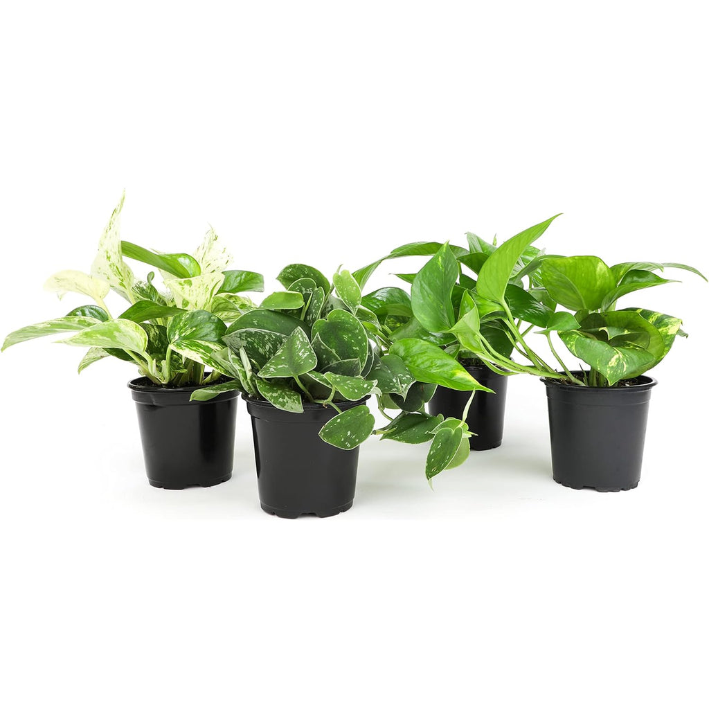 Live Pothos Plants (4Pk) Indoor Plants Live Houseplants, Pothos Live Plant House Plants, Money Plant Indoor Pothos Plant Decor, Devils Ivy Trailing Plants Live By Plants For Pets,Black