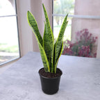 Altman Plants Live Snake Plant (Laurentii), Approx. 30" Tall, Virtually Indestructible, Easy Succulent Houseplant, 4 In Pot