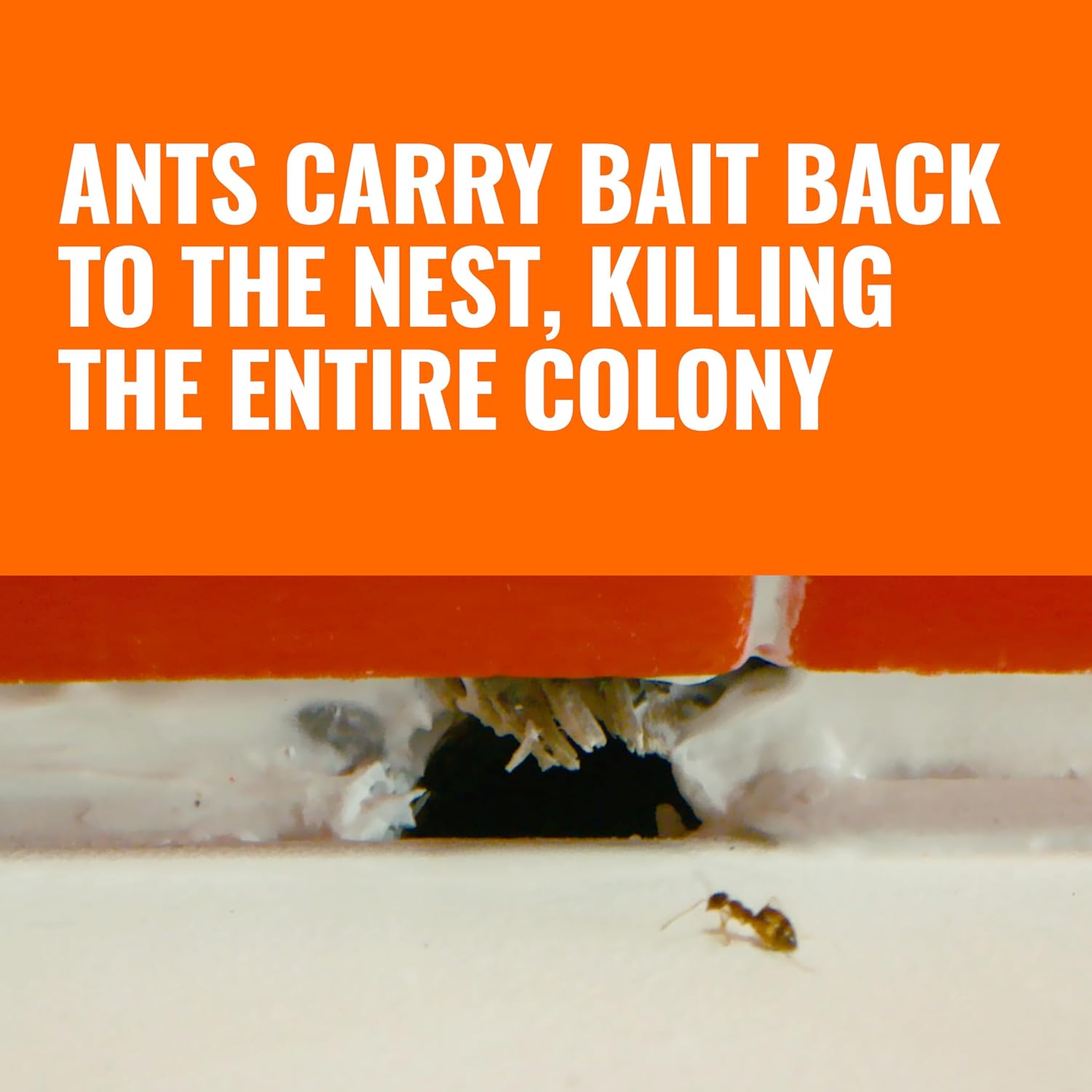 Terro, Ant Killer Bait Stations T300B - Liquid Bait To Eliminate Ants - Bait System - Stations For Effective Indoor Ant Control, 12 Count | Borax Formula, Kills The Queen & The Entire Colony, Liquid Ant Baits Indoor, Kills Household Ants, Indoor Use