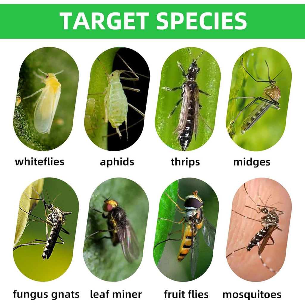 36 Pcs Sticky Traps For Fungus Gnat, Fruit Fly, Whitefly, Yellow | Indoor/Outdoor Use, For Plants & Kitchen, High-End Glue, Insect Catcher