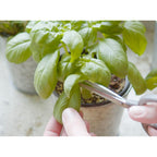 Sereniseed Certified Organic Herb Seeds (10-Pack) – Non Gmo, Heirloom – Seed Starting Video - Basil, Cilantro, Oregano, Thyme, Parsley, Lavender, Chives, Sage, Dill Seeds For Indoor & Outdoor Planting