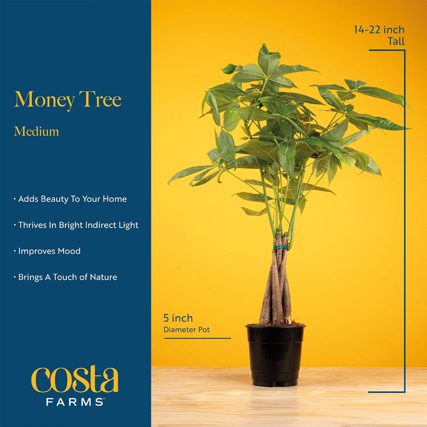 Costa Farms Money Tree (Pachira Aquatica) Live Indoor Bonsai-Style Plant, 12-16 Inches Tall, Braided Trunk Houseplant In Decorative Pot, Easy Care Pet-Friendly Decor