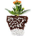 Perlite Bliss (8 Qts) - Organic Perlite For Plants Indoor Soil Amendment - Horticultural Perlite For Gardening & Seed Starting - Mixes Easily With Potting Soil, Vermiculite, & Coco Coir For Plants