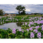 Floating Flowering Plant, Common Water Hyacinth, 1 Count | Live Aquatic Plants, For Ponds & Aquariums, Eichhornia Crassipes