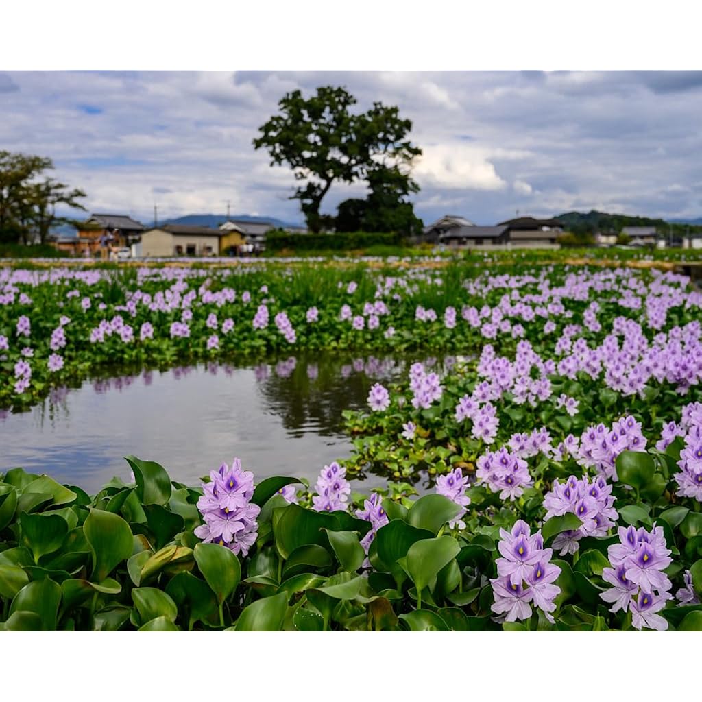 Floating Flowering Plant, Common Water Hyacinth, 1 Count | Live Aquatic Plants, For Ponds & Aquariums, Eichhornia Crassipes