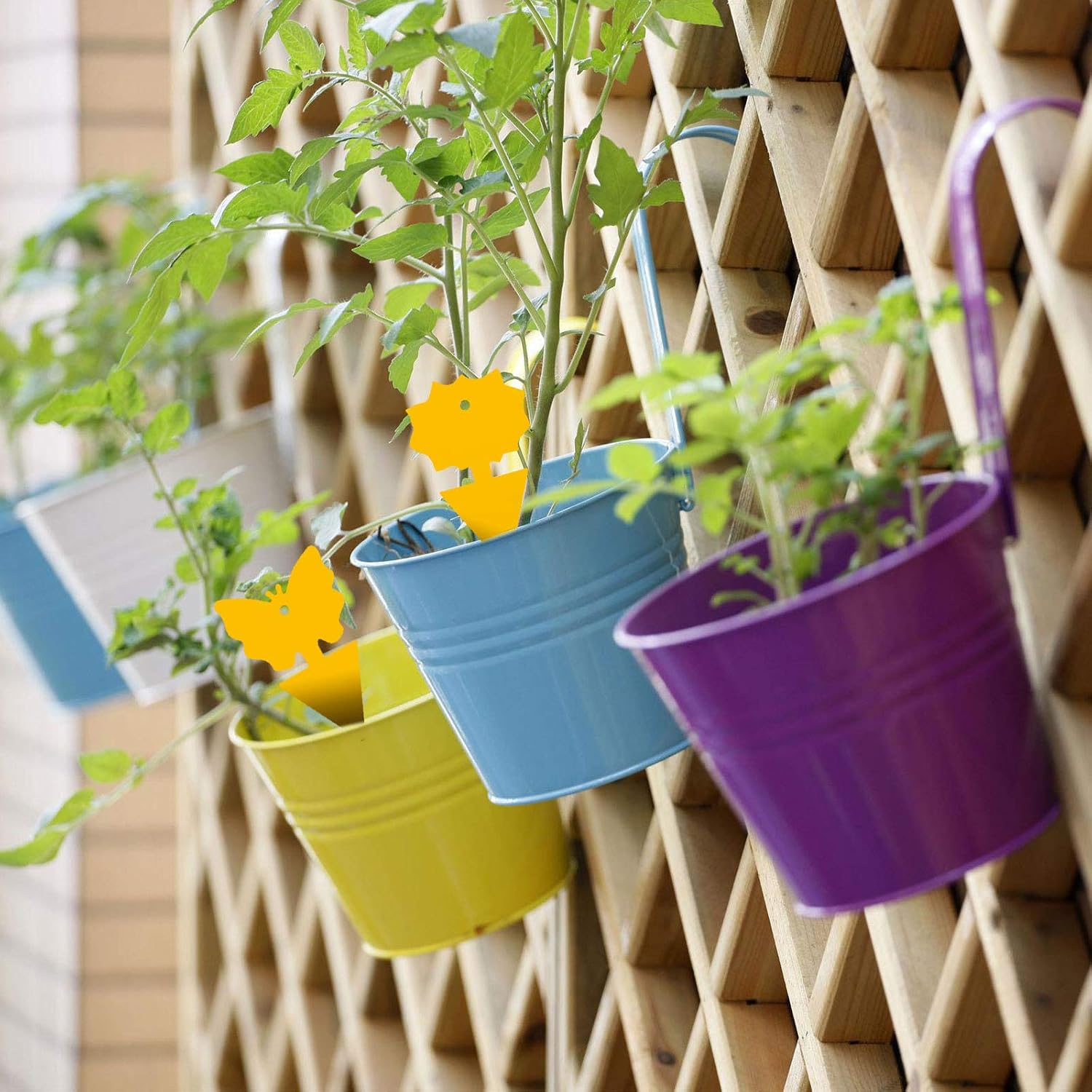 96Pcs Fruit Fly Sticky Traps, Gnat Traps Insect Trap For Plants Kitchen Indoor And Outdoor
