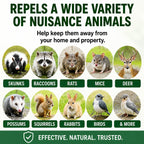 Animal & Rodent Repellent Spray. Repels Skunks, Raccoons, Rats, Mice, Deer Rodents & Critters. Repeller & Deterrent In Powerful Peppermint Formula – 128 Fl Oz Gallon Ready To Use