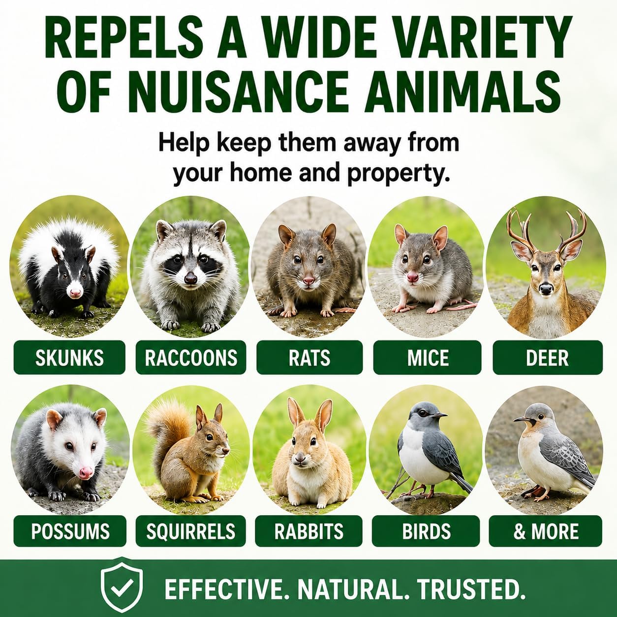 Animal & Rodent Repellent Spray. Repels Skunks, Raccoons, Rats, Mice, Deer Rodents & Critters. Repeller & Deterrent In Powerful Peppermint Formula – 128 Fl Oz Gallon Ready To Use