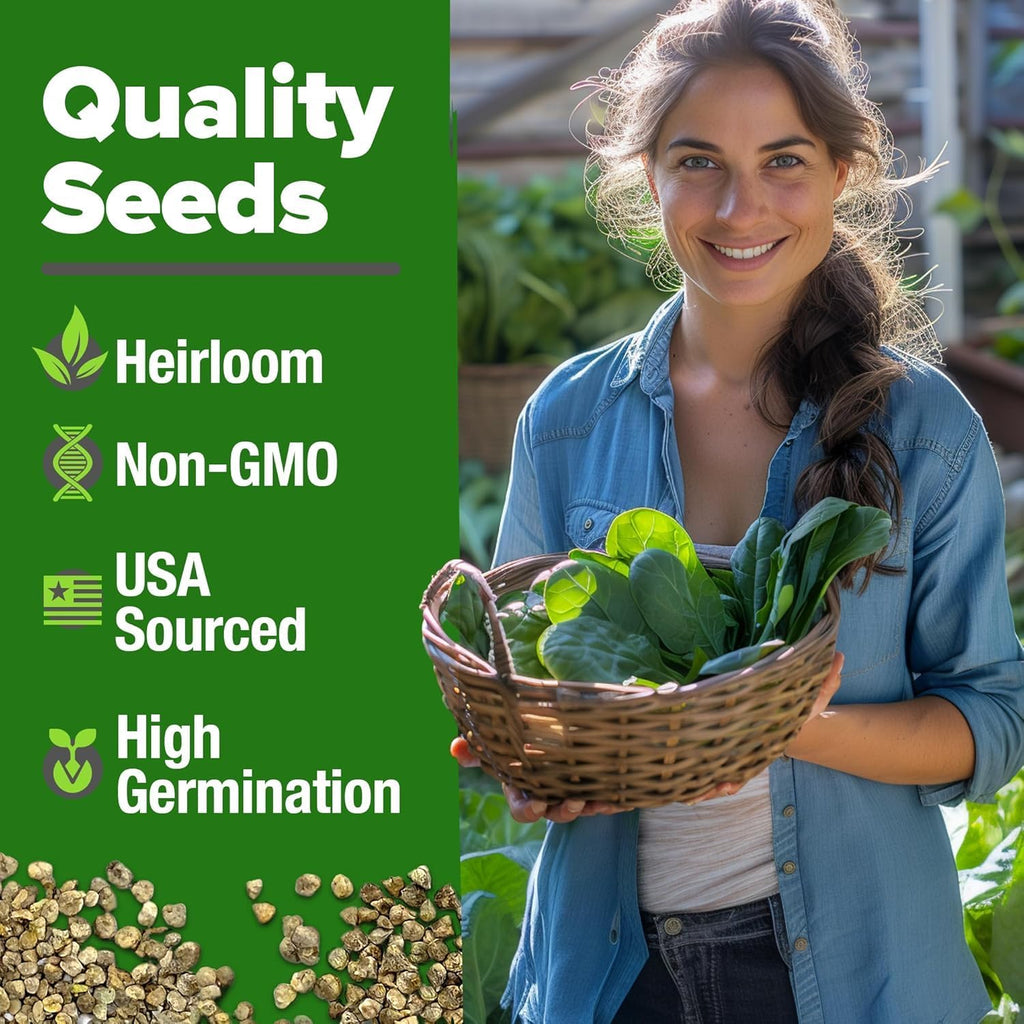 Home Grown Bloomsdale Spinach Seeds 704+ Heirloom Non-Gmo Seeds For Planting, High Germination, Cold Hardy Dark Green Savoy Leaf, Nutritious Superfood, Indoor Outdoor Garden (Spinacia Oleracea)