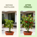 Pepper Fertilizer – Liquid Plant Food For Bigger Harvests, Better Flowering & Stronger Root Development, 8 Oz