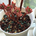 Mix Horticultural Lava Pebbles Pumice Potting Soil Amendment Succulent Cactus Bonsai Gritty Rock Decorative Gravel Plant Drainage Volcanic Rock For Terrarium Fairy Gardening Top Dressing 2.2Lb